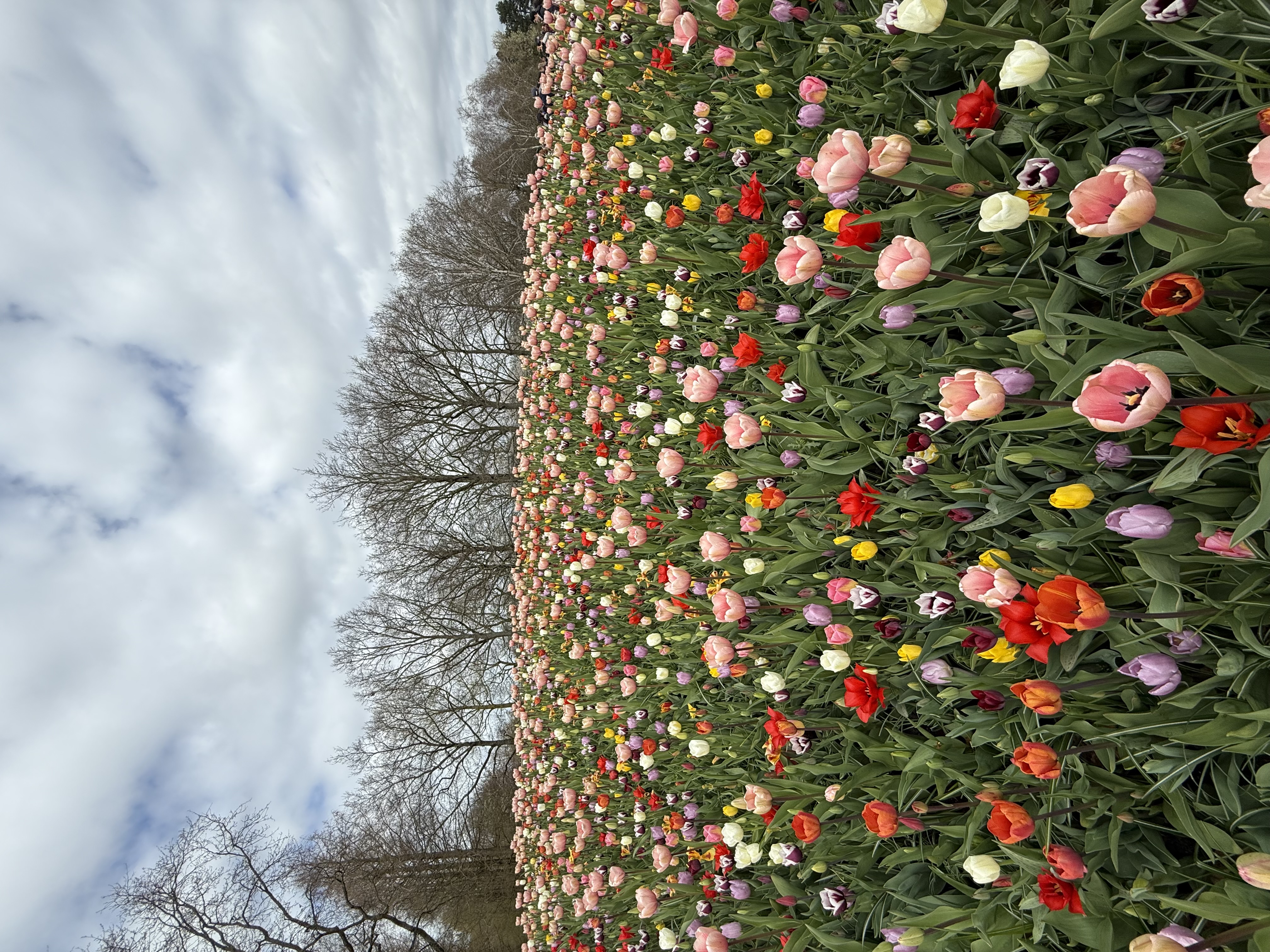 入口处的郁金香花坛