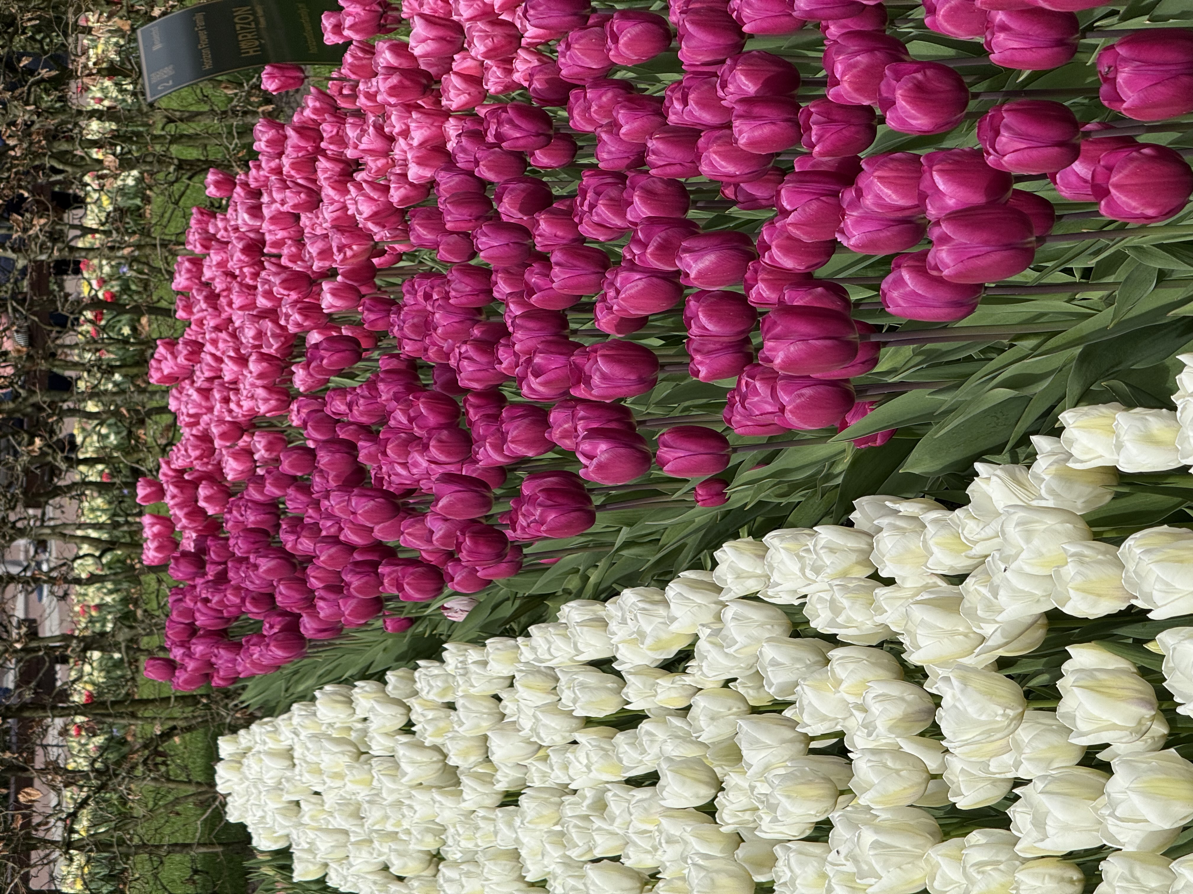 Oranje Nassau 展馆前的粉白郁金香