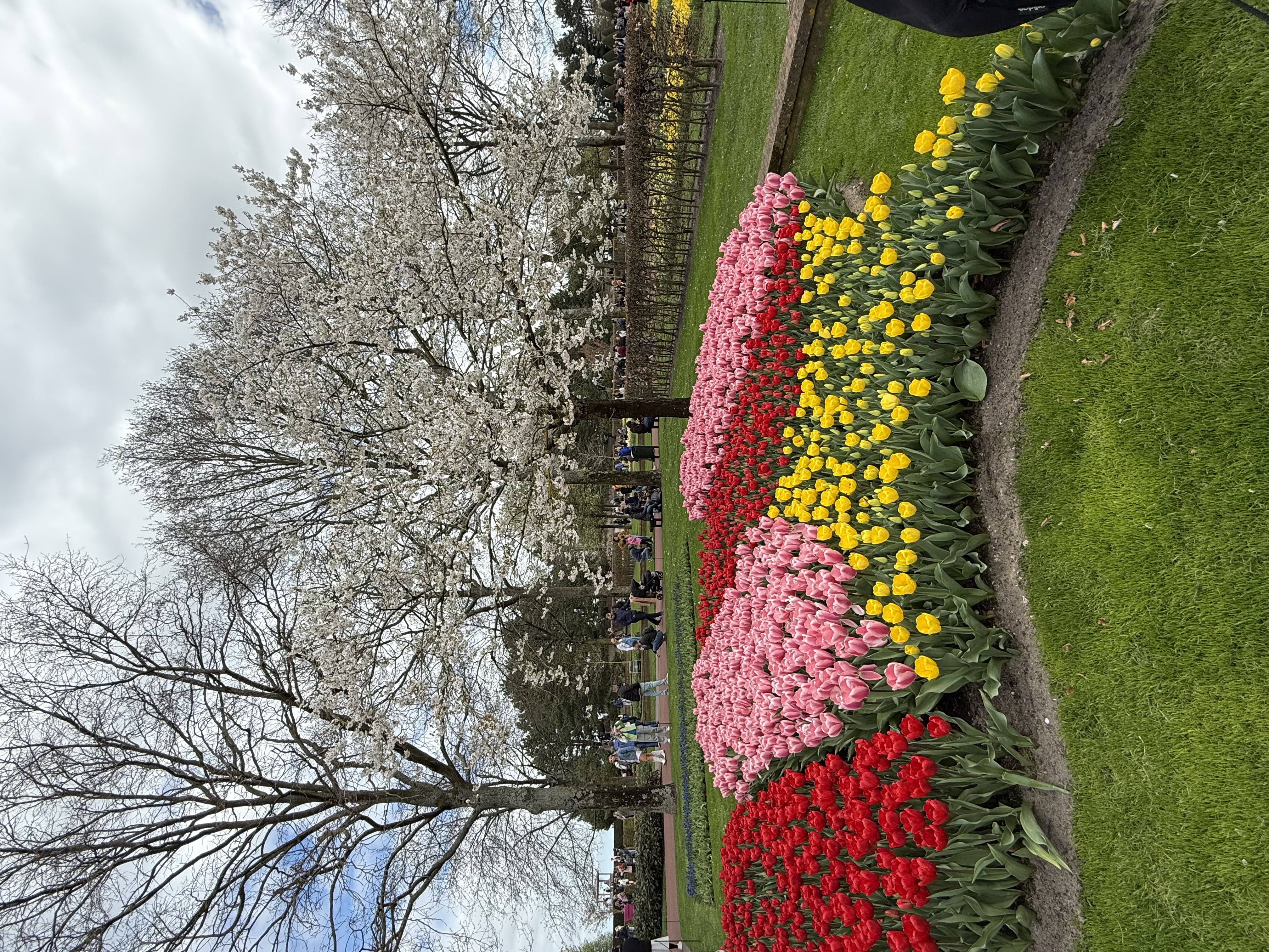 樱花树下的郁金香色带