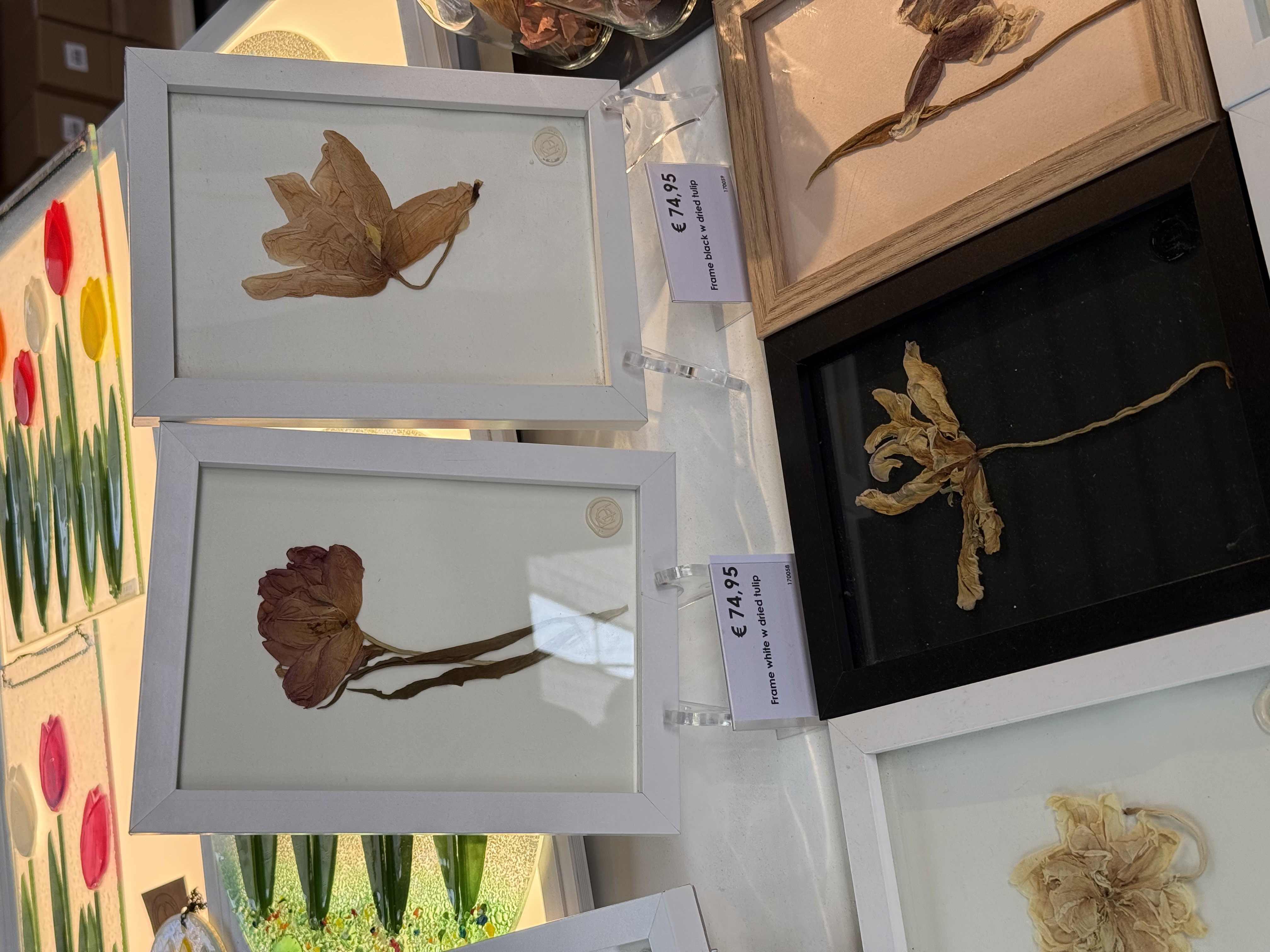 纪念品店里的干花标本