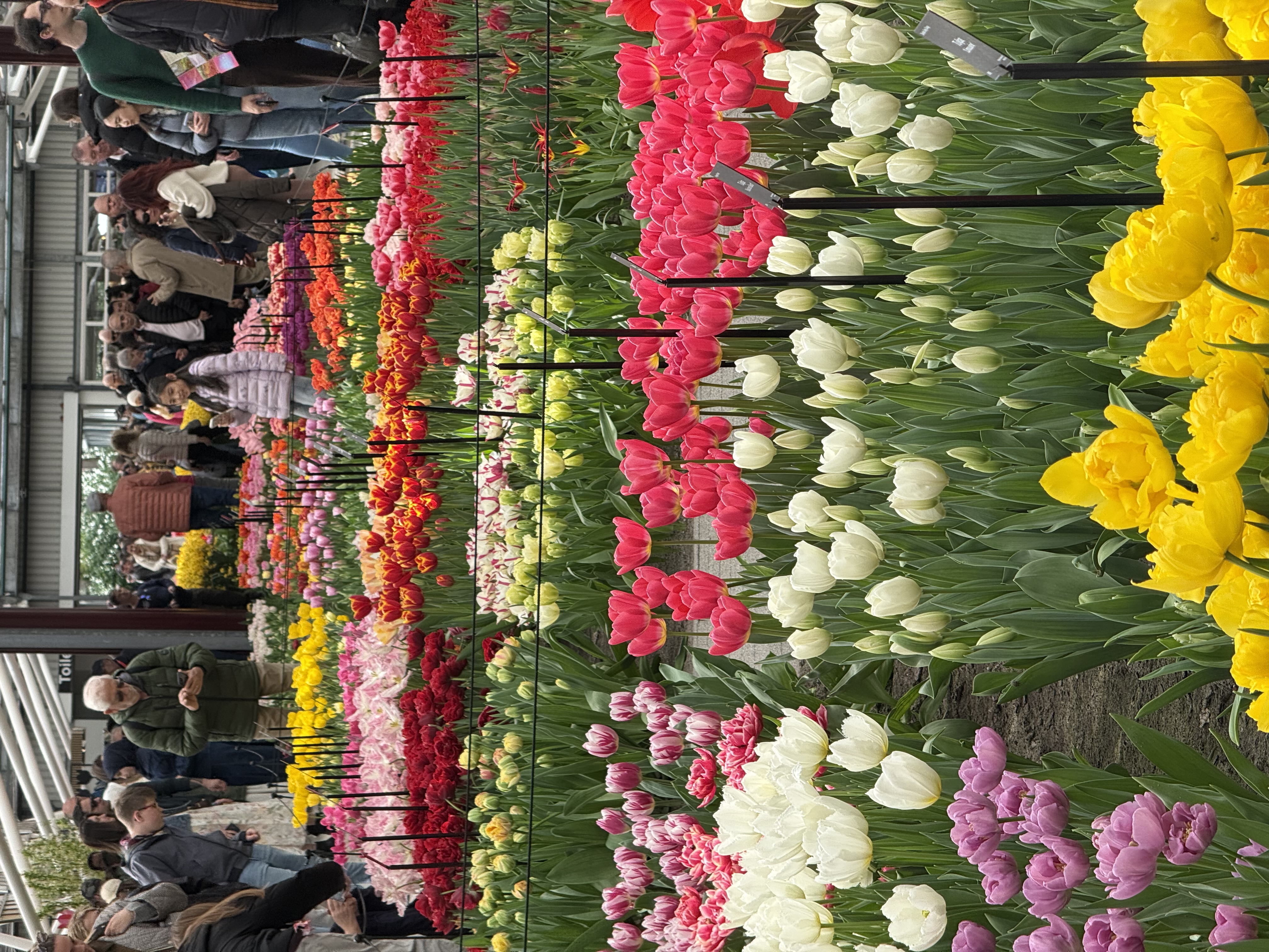 温室里的郁金香色谱