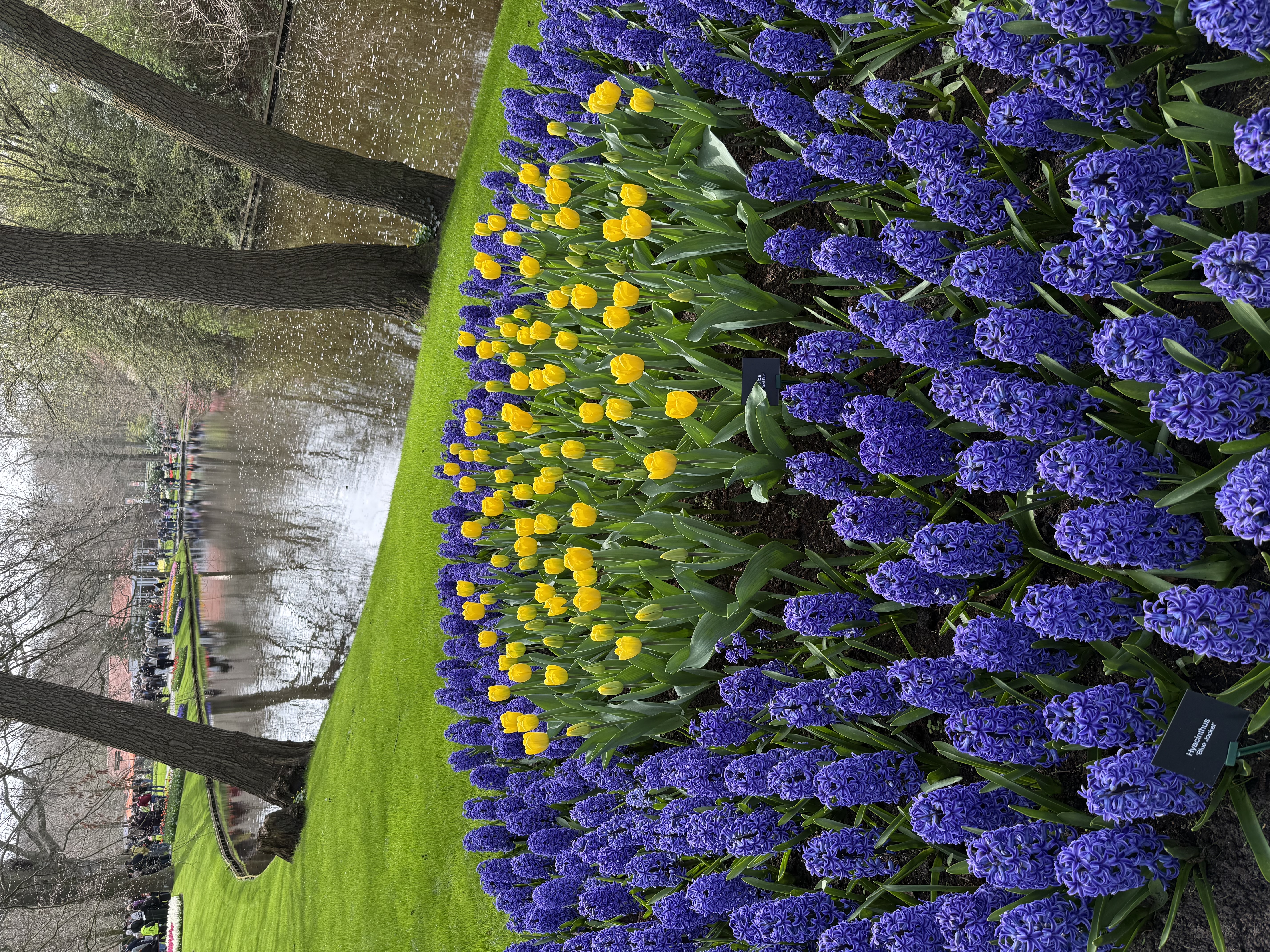 蓝色风信子与黄色郁金香