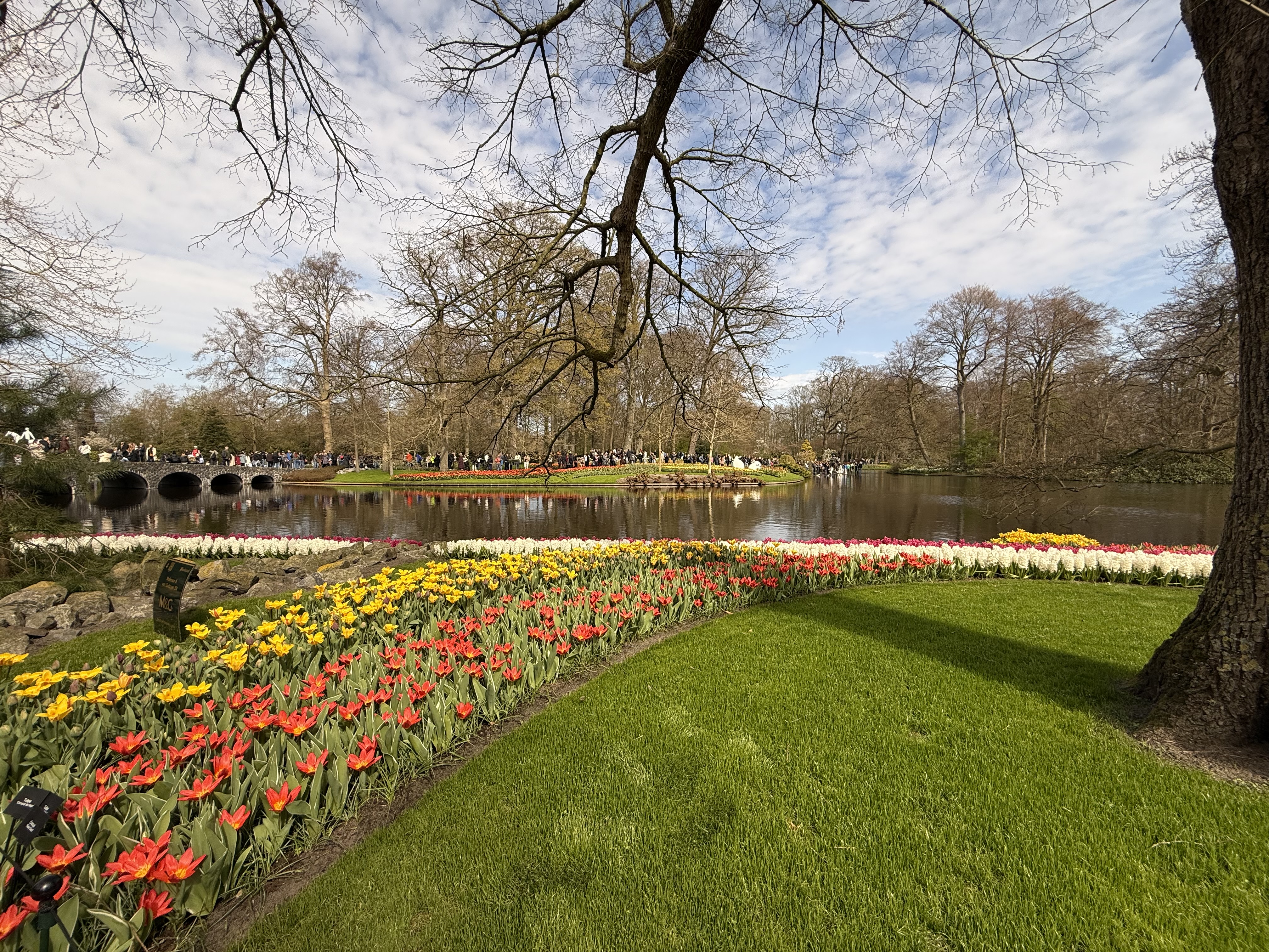 湖畔的郁金香与石桥