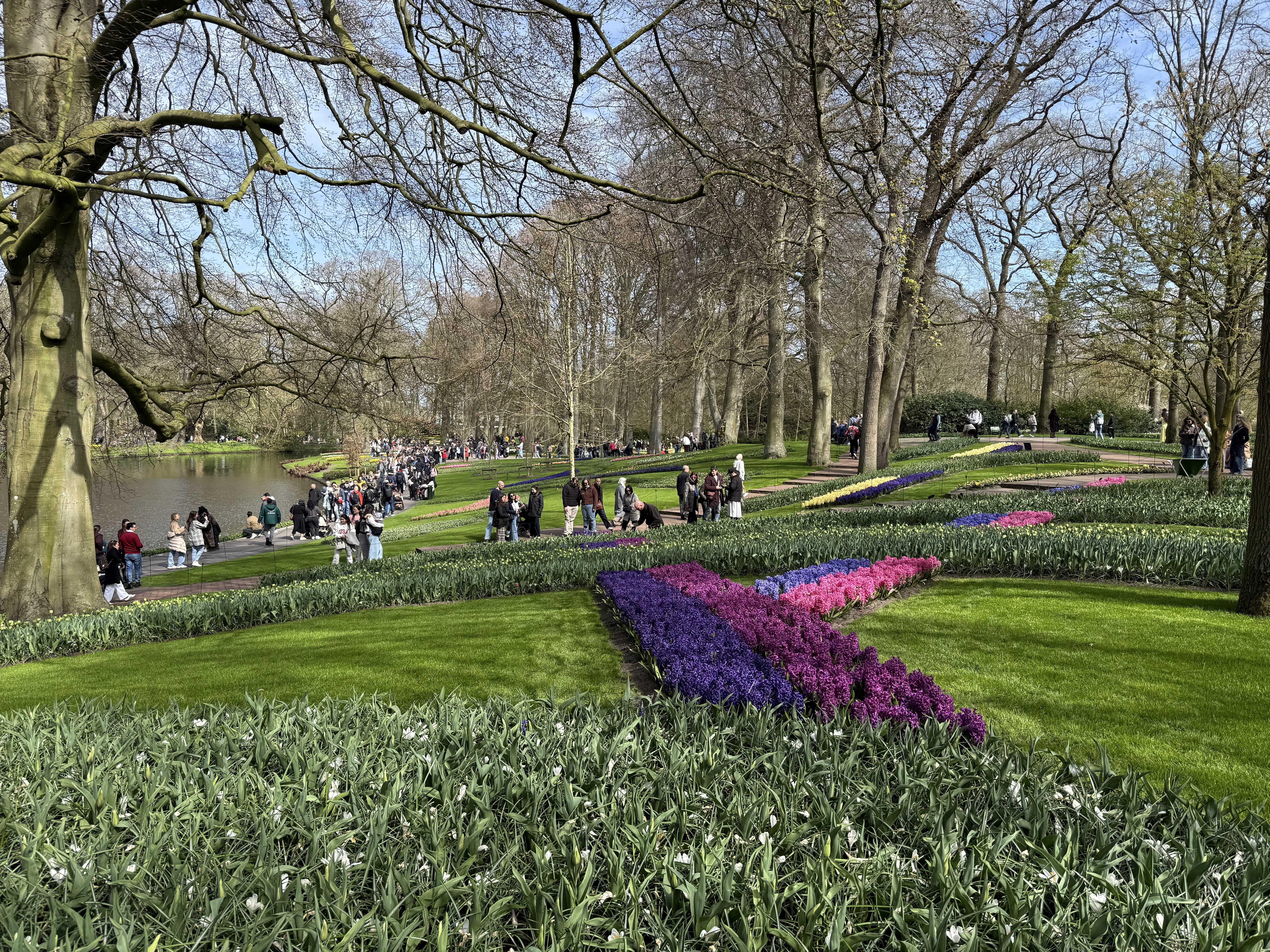 风信子拼成的花坛与人群