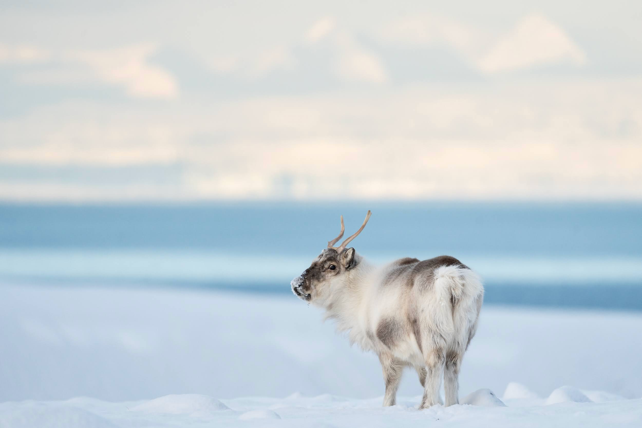 雪地里的斯瓦尔巴驯鹿