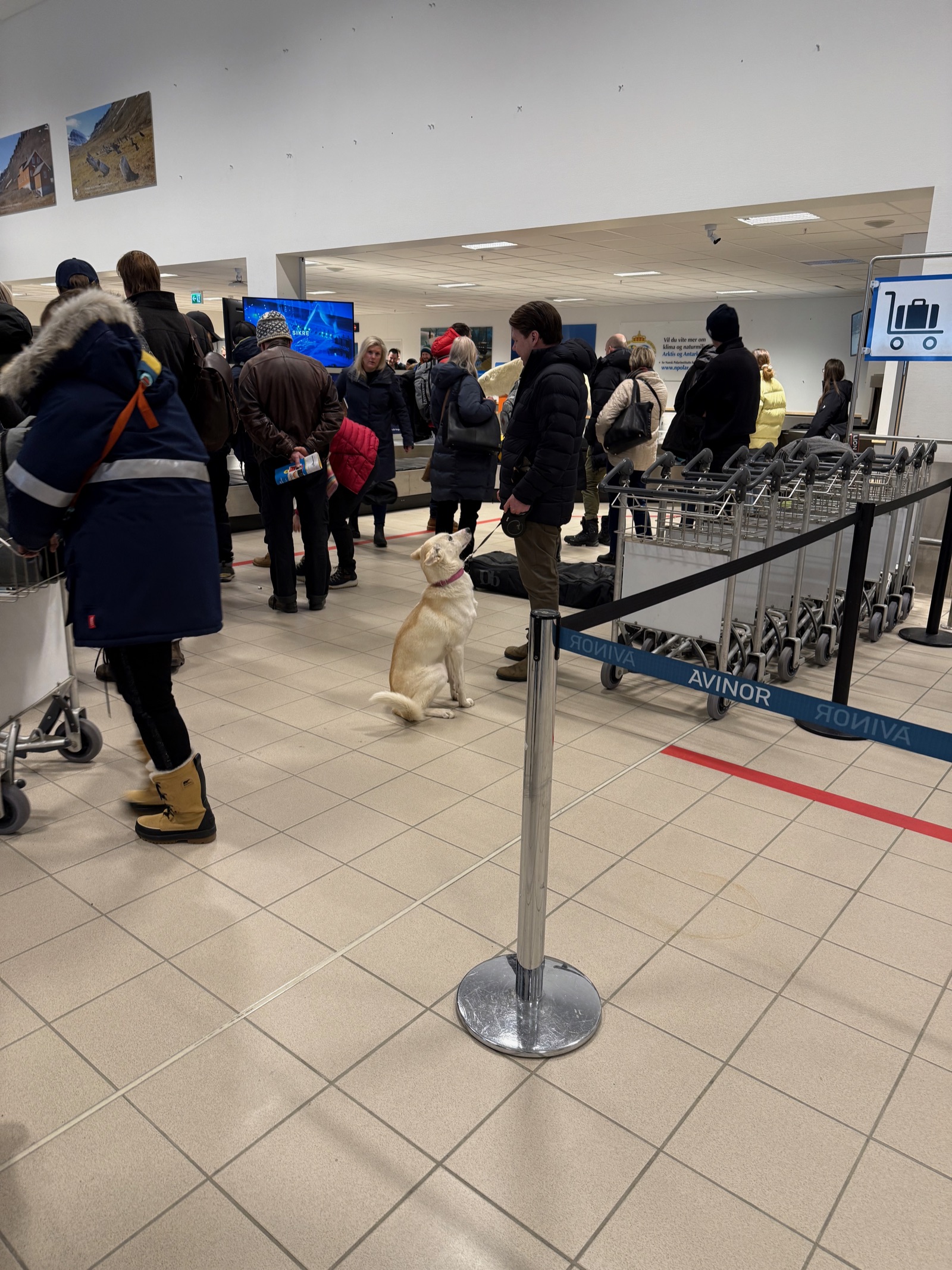 机场行李转盘旁乖巧等待的小狗