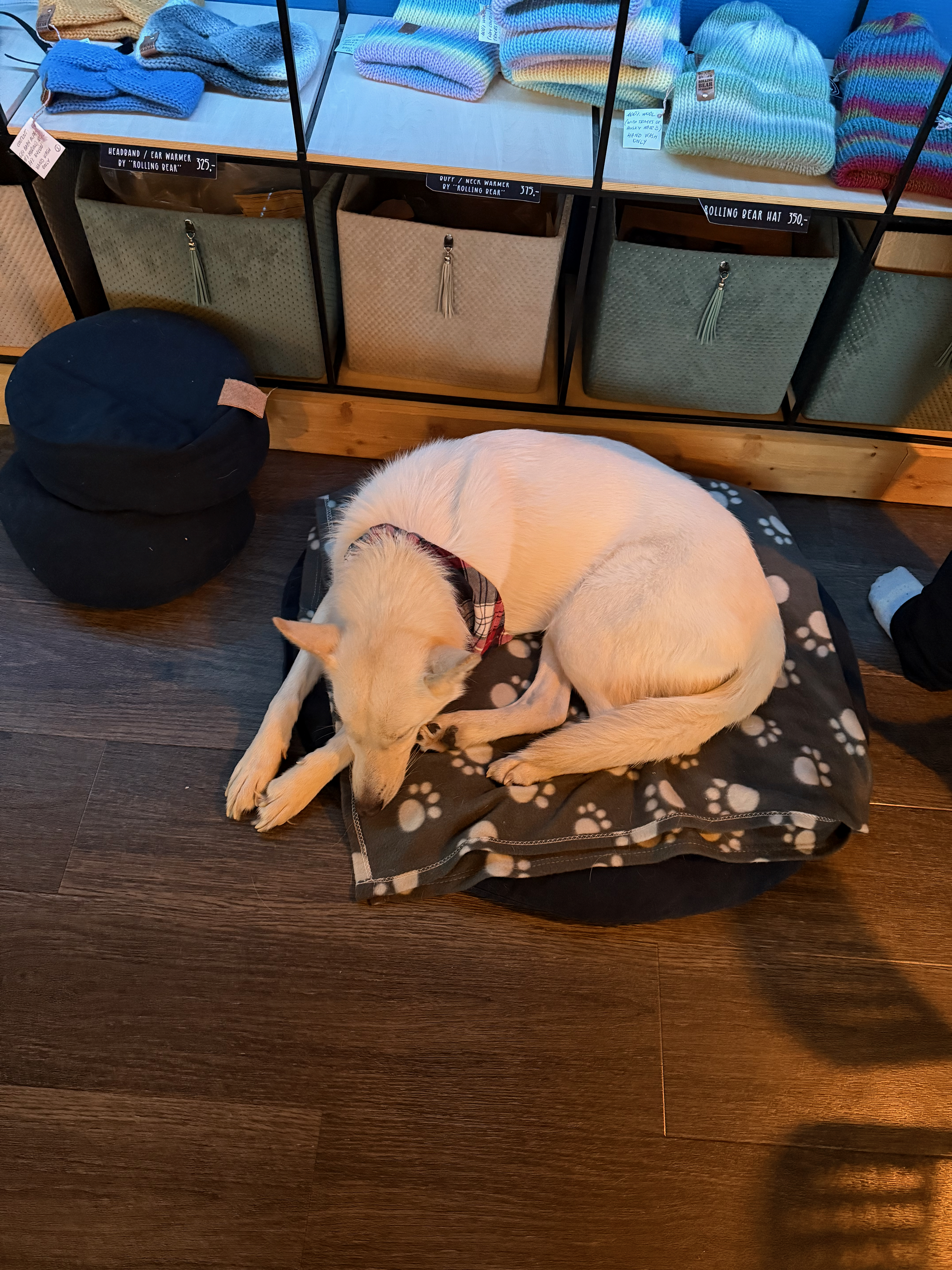 纪念品店里睡觉的白狗